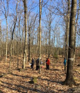 A group walks through a leafless oak woodland in early spring under a clear blue sky in southern Sweden.