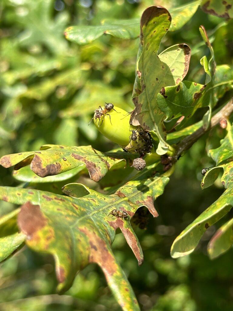 Ants crawling on green leaves with brown spots and curled edges in sunlight