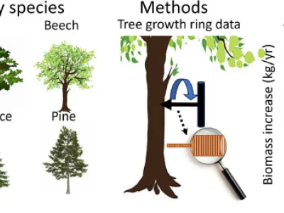 Variable associations of annual biomass